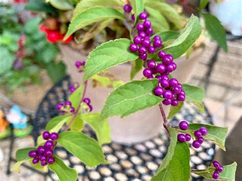 紫式部 蘭花|紫式部（ムラサキシキブ）とはどんな植物？花言葉や。